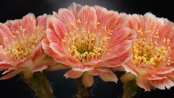 Orange-White Colorful Flower Timelapse of Blooming Cactus Opening