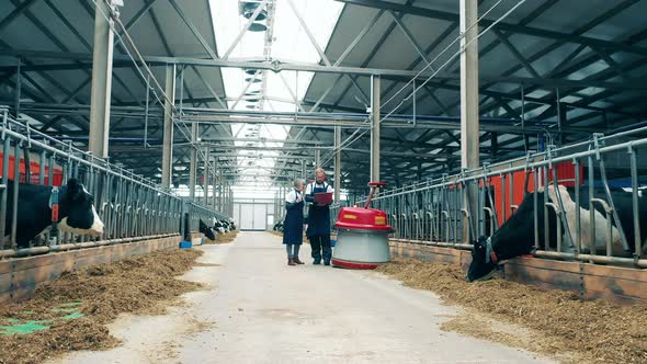 Two Farm Specialists are Walking Next to the Feed Pusher
