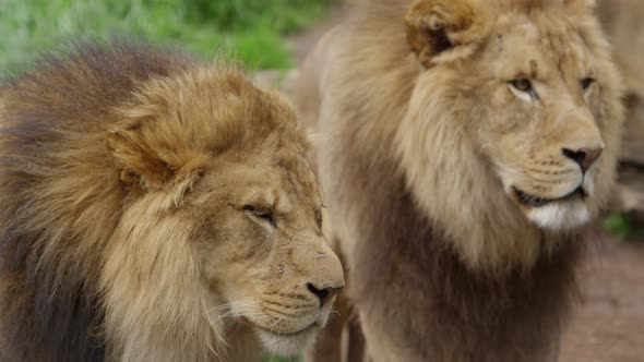 lion brothers on patrol rack focus slow motion