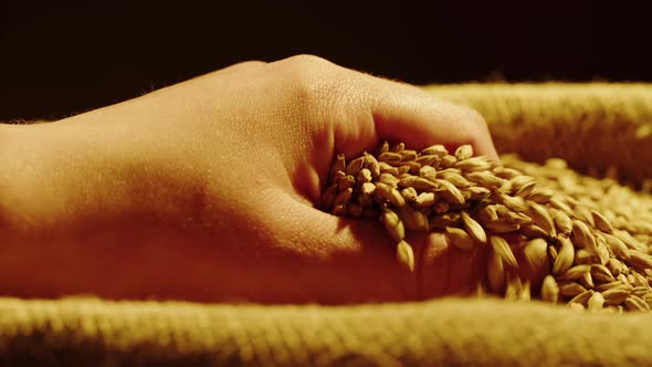 Dry Golden Wheat Closeup