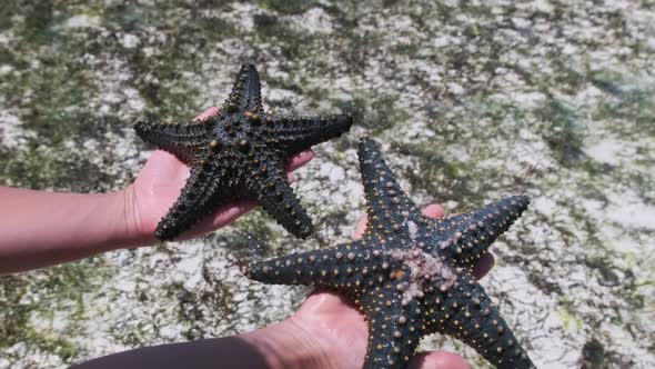 Woman Hands Holds Two Black Starfish Over Transparent Ocean Water By Coral Reef