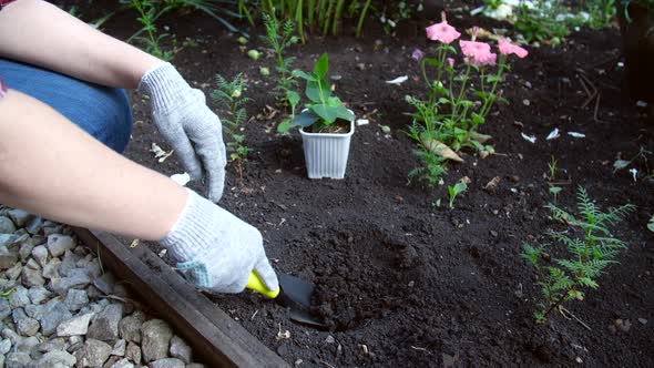 Hobby Concept. Woman Planting Young Seedling