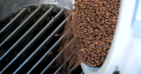 Roasted coffee beans are poured into machine to remove rubbish