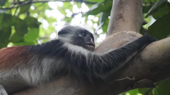 Red Colobus Monkey Sitting on Branch in Jozani Tropical Forest Zanzibar Africa