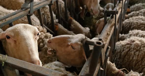 Sheeps on a Flock Farm