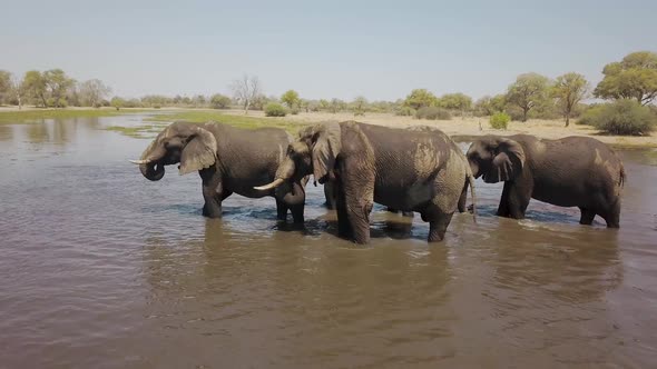 Drone view of a group of elephants in the water in Botswana