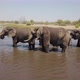 Drone view of a group of elephants in the water in Botswana - VideoHive Item for Sale