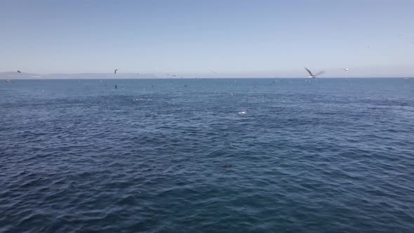 Predators congregating around bait fish in Atlantic waters, aerial