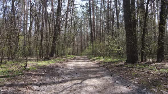 Road in the Forest During the Day Slow Motion