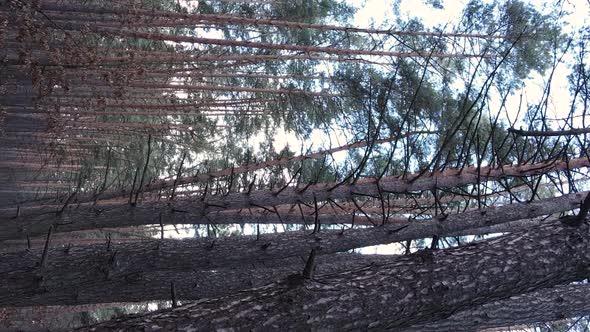 Vertical Video of Trees in a Pine Forest Slow Motion