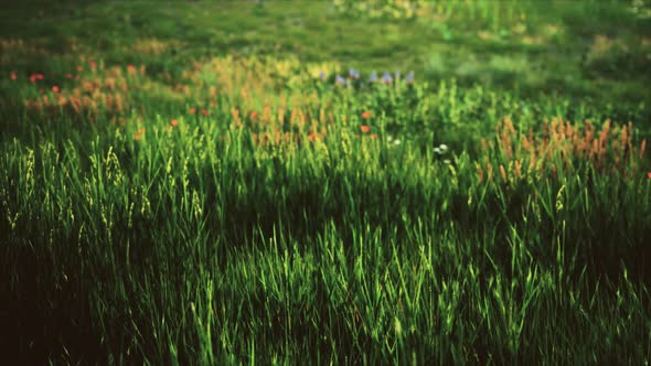 Field with Green Grass and Wild Flowers at Sunset