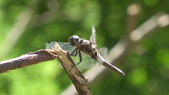 Macro shot of dragonfly sitting on wooden branch in nature during sunny day