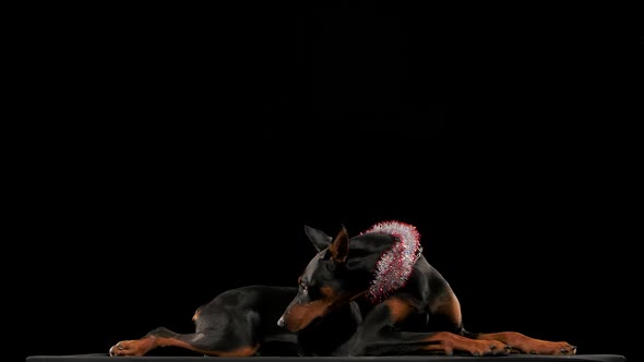 Side View of a Lying Doberman Pinscher with New Year's Tinsel Around His Neck in the Studio on a
