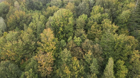 Forest in the Mountains. Aerial View of the Carpathian Mountains in Autumn. Ukraine