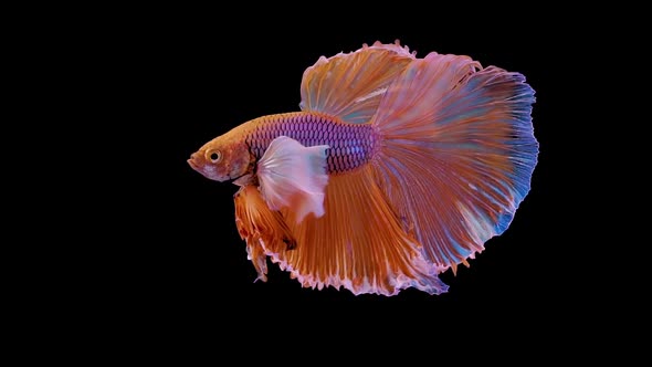 The colorful Siamese Elephant Ear Fighting Fish Betta Splendens, also known as Thai Fighting Fish or