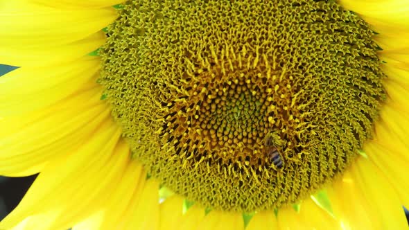 Bee on sunflower