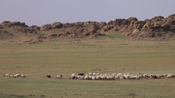 Herd of Sheep and Goats Grazing