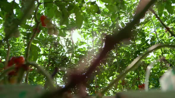 Red Tomatoes Bushes Growing on Branches in Big Farmland Greenhouse Among Leafs