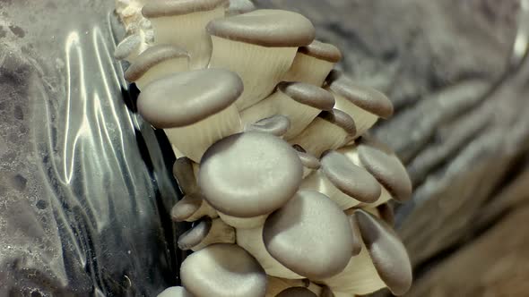 Edible mushrooms background. Biological pattern. Growing mushrooms.