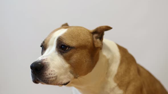 American Staffordshire Terrier on a Grey Background