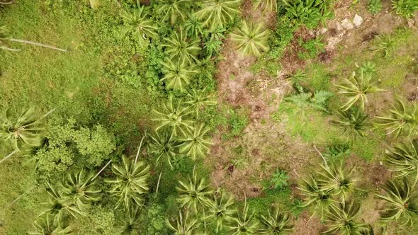 Aerial Video Above Tropical Forest of Samui islandThailand