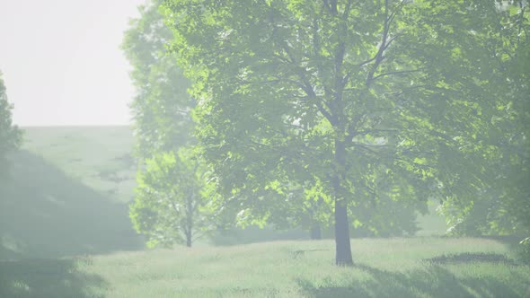 The Green Mapple Leaves in the Summer