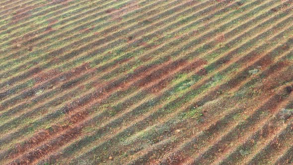 Furrows on the surface of uncultivated plowed field in a former vineyard site