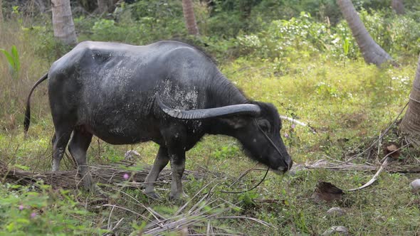 A big Asian water buffalo with large horns eating green grass in a forest twitching its ears and tai