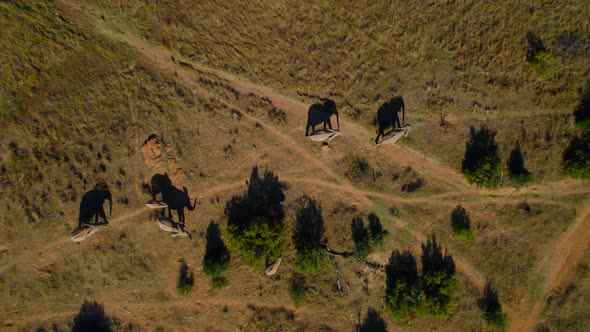 Static shot of herd of wild African elephants walking in savannah bush plain. Top down view in 4K at