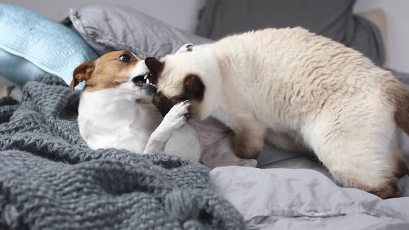 Jack Russel Terrier playing with cat on bed