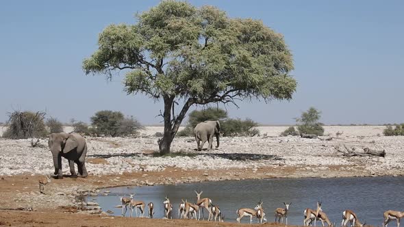 Elephants And Springbok Antelopes Etosha National Park 