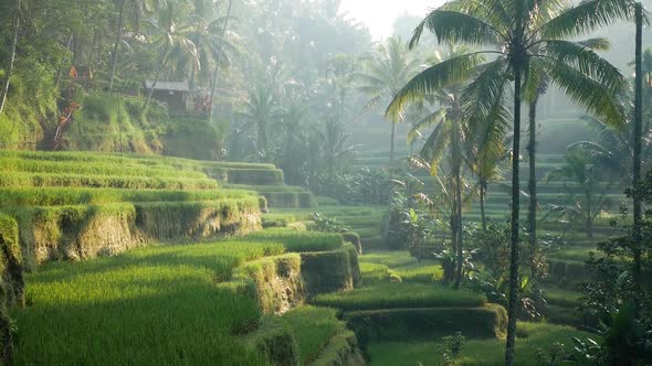 Rice Terrace Field. Ubud. Bali. Indonesia.