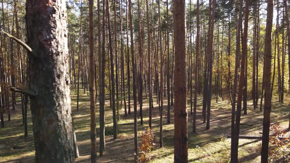 Trees in the Forest on an Autumn Day