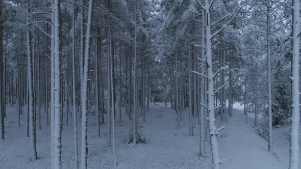 Snow Covered Forest in Winter 