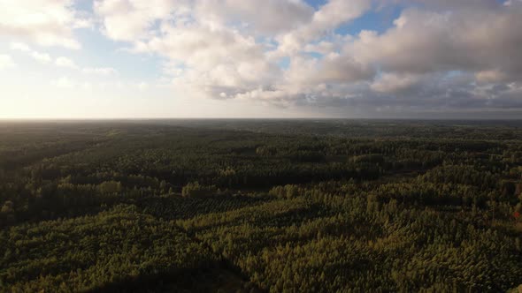 Flight over the forest