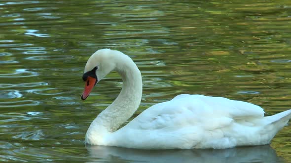 White Swan