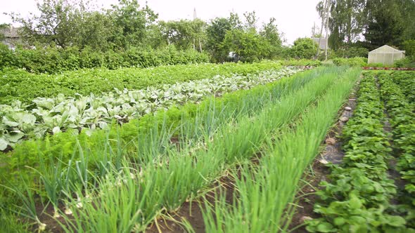 Small green vegetable food garden with rows of organic plants of potatoes, cabbage, carrots, onions