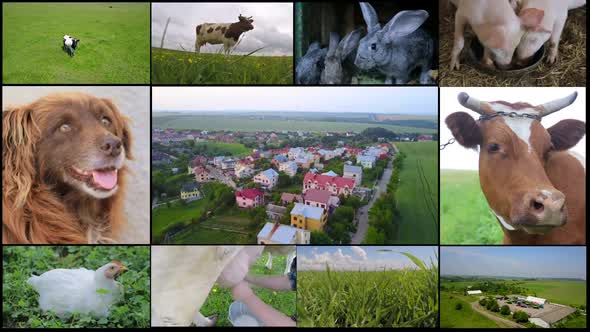 Collage of farm in the countryside, livestock.