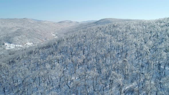 Aerial View of a Frozen Forest with Snow Covered Trees at Winter