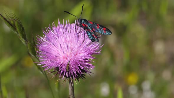 Zygaena lavandulae on a Thistle. Souther france, Occitanie.