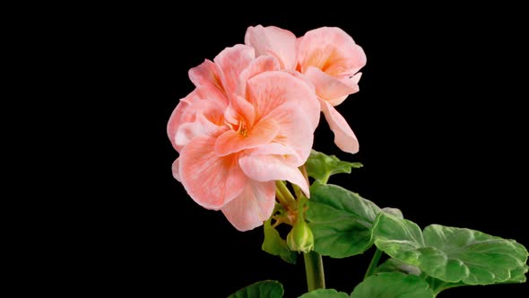 Time Lapse of Opening Pink Geranium Pelargonium Flower