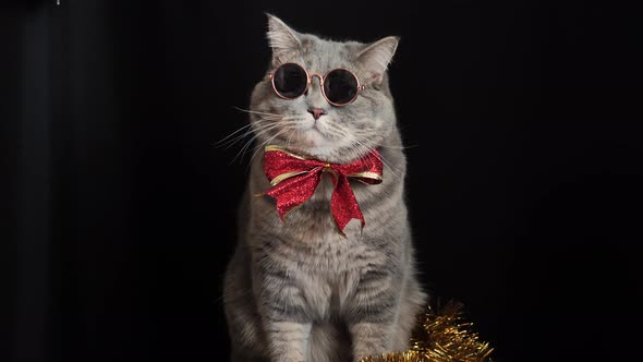 The cat celebrates a happy New Year 2022 with glasses