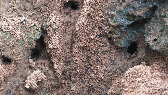 Medium Shot of a Black Ant Colony Carrying Food out of Nest