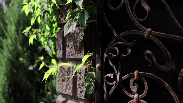 stone wall in overgrown leaves in the yard