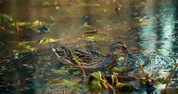 Closeup duck girl swims and eats something on the water