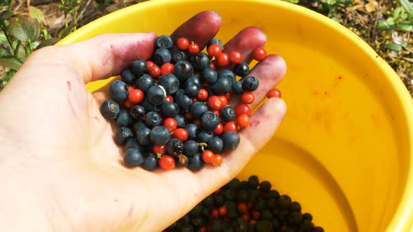 Woman Hand Holds Berries Above Yellow Bucket Close View