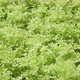 Dolly shot of organic freshness vegetables hydroponic green house soiless water system - VideoHive Item for Sale