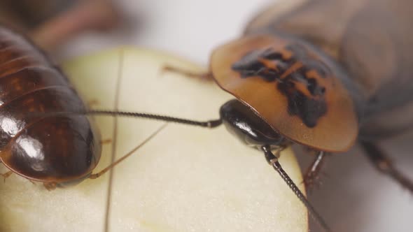 Cockroaches Eating Fruit Closeup