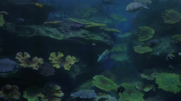 Fish swimming in oceanarium