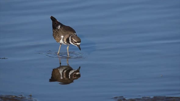 Killdeer wading in the water